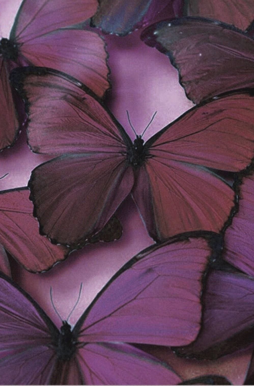 Mauve, Plum And Purple Butterfly Phone Wallpaper