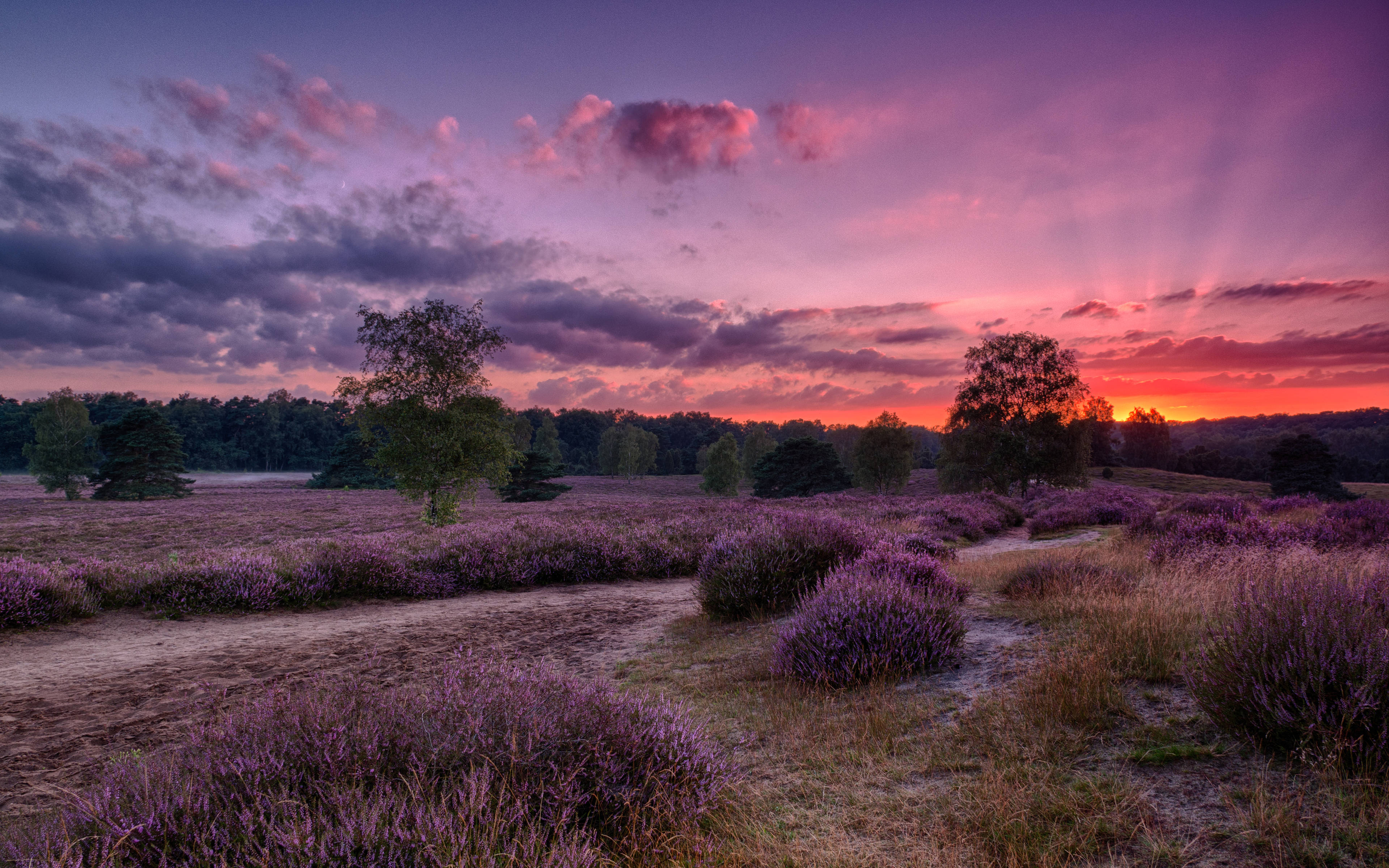 Meadow Of Lavender Desktop Wallpaper