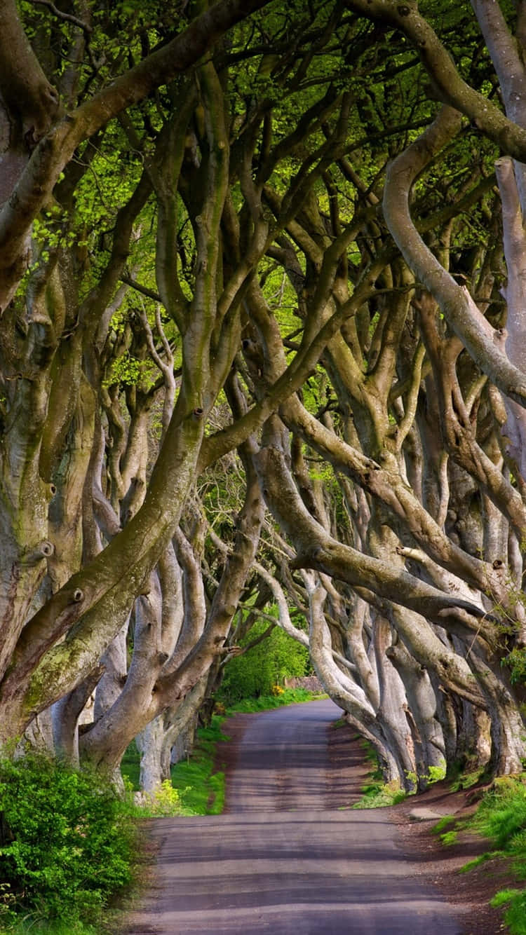 Mesmerizing View Of The Dark Hedges In Northern Ireland. Wallpaper