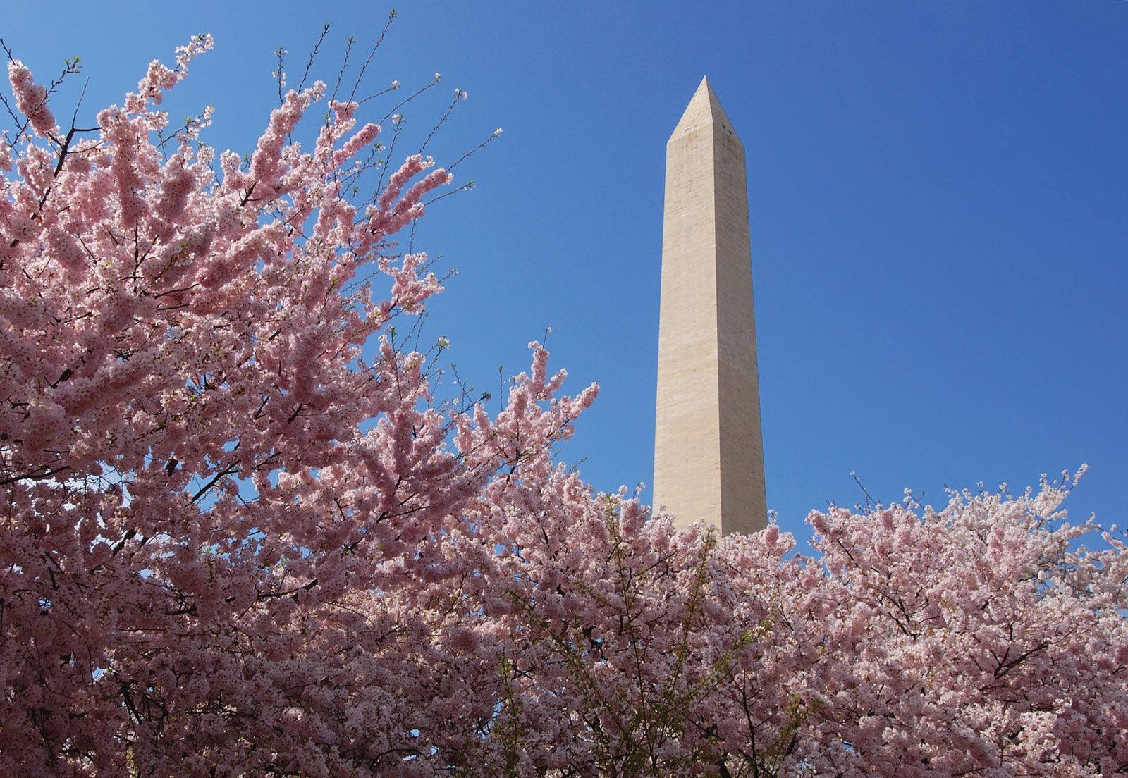 Mesmerizing View Of Washington Monument Encircled By Cherry Blossom. Wallpaper