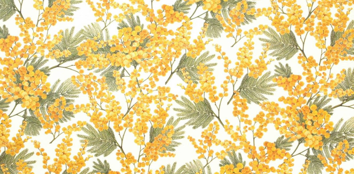 Mimosa Flower Wallpaper Print Wallpaper