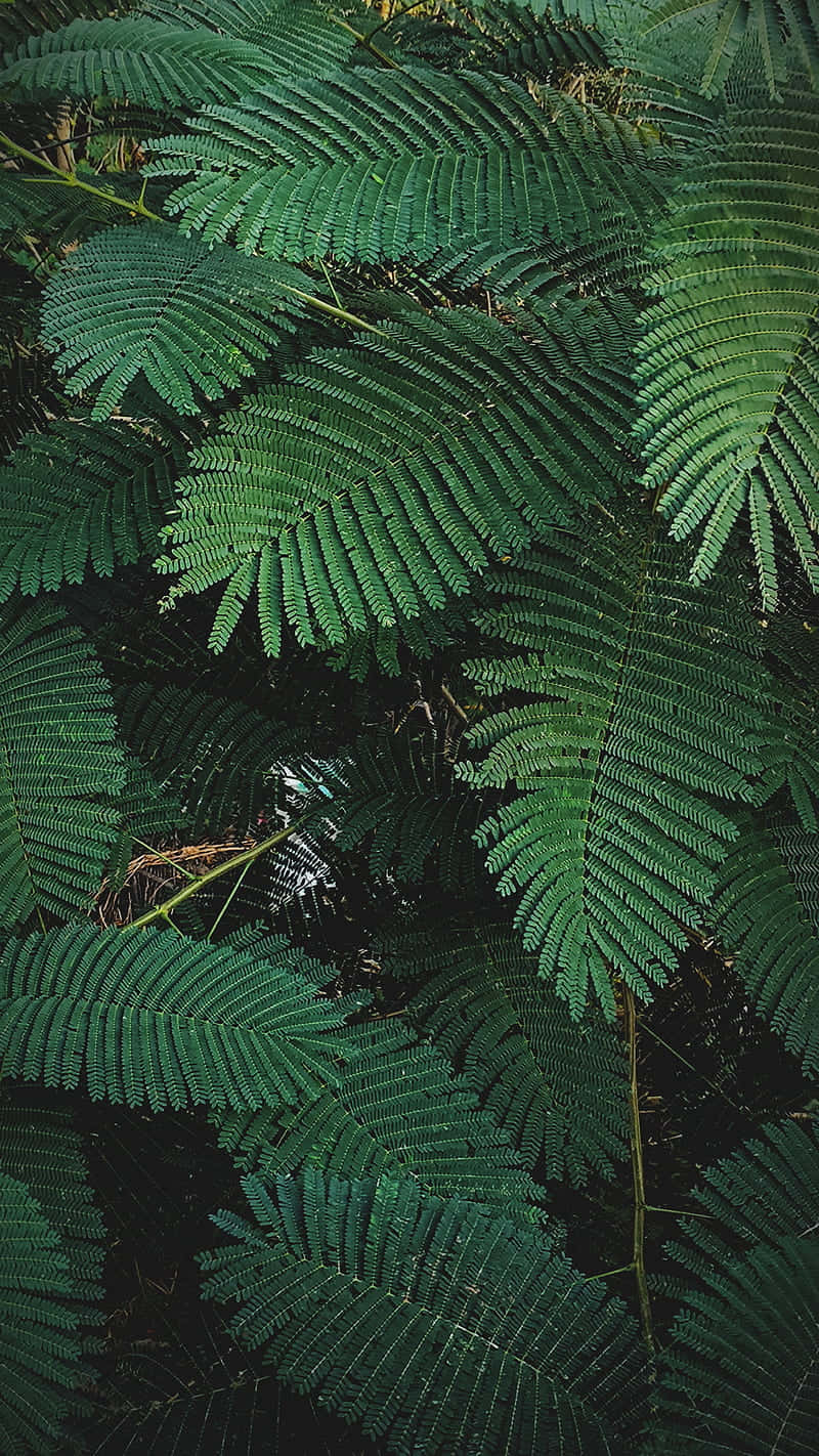 Mimosa Pudica Leaves Plant Phone Wallpaper