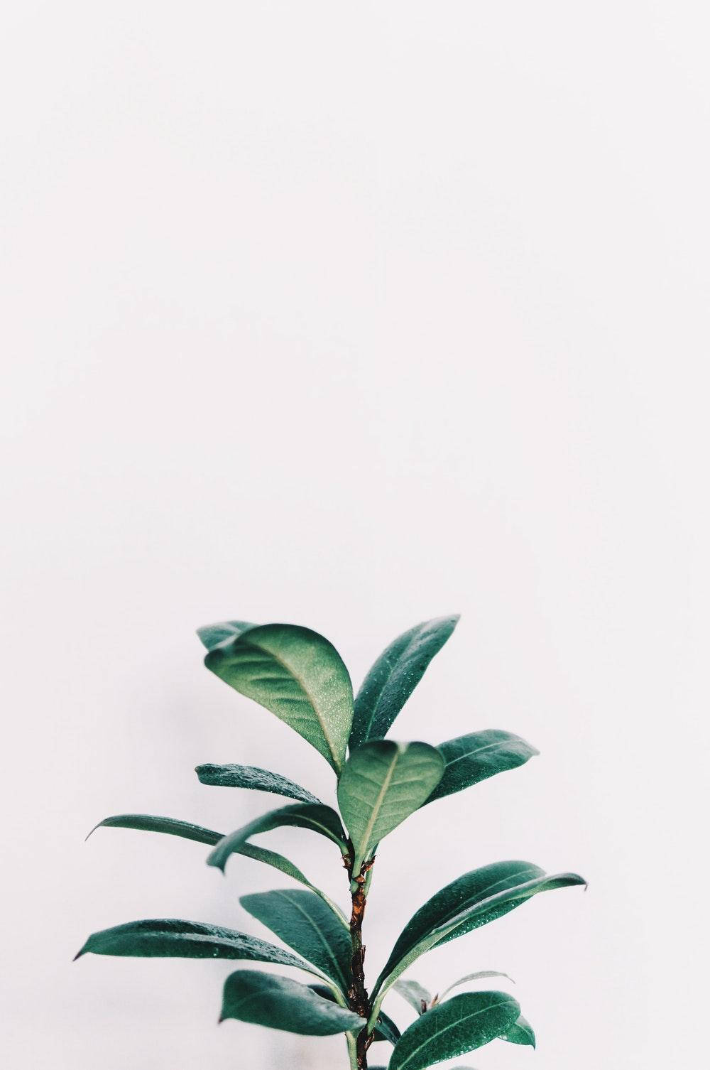 Minimalist Aesthetic Green Rubber Plant Wallpaper