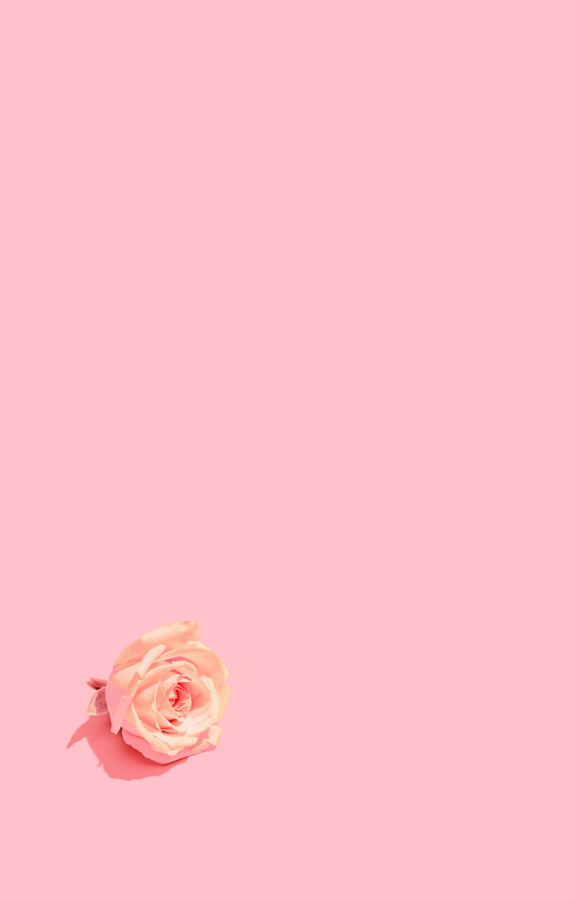 Minimalist Baby Pink Rose Flower Wallpaper