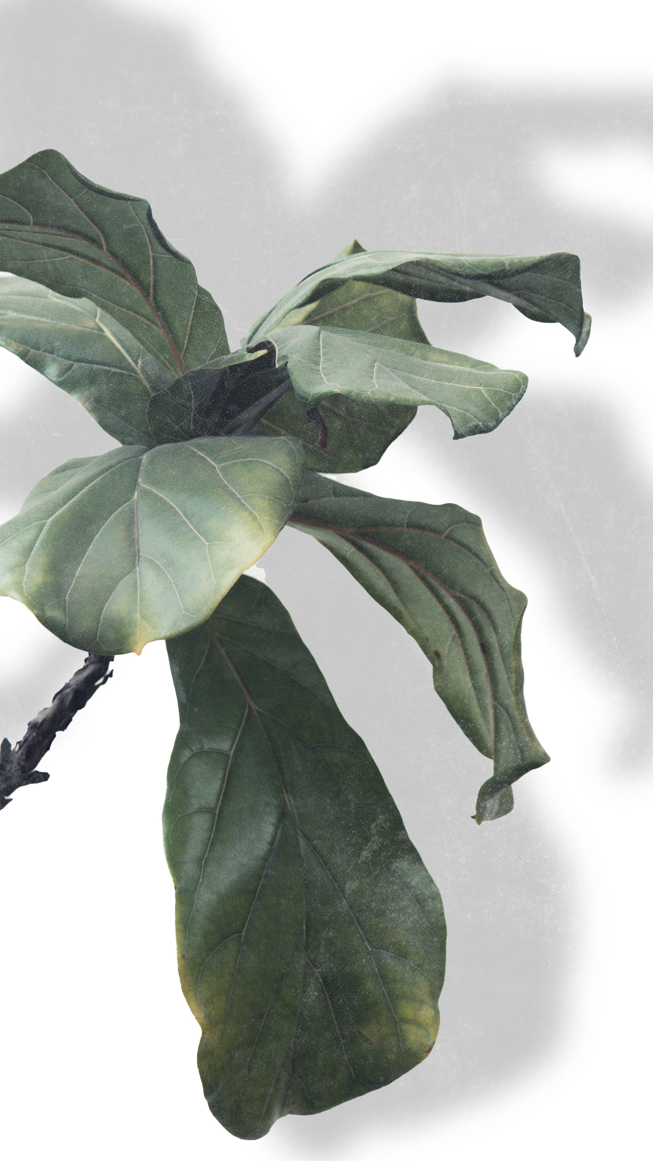 Minimalist Elegance - Fiddle Leaf Fig Plant Wallpaper