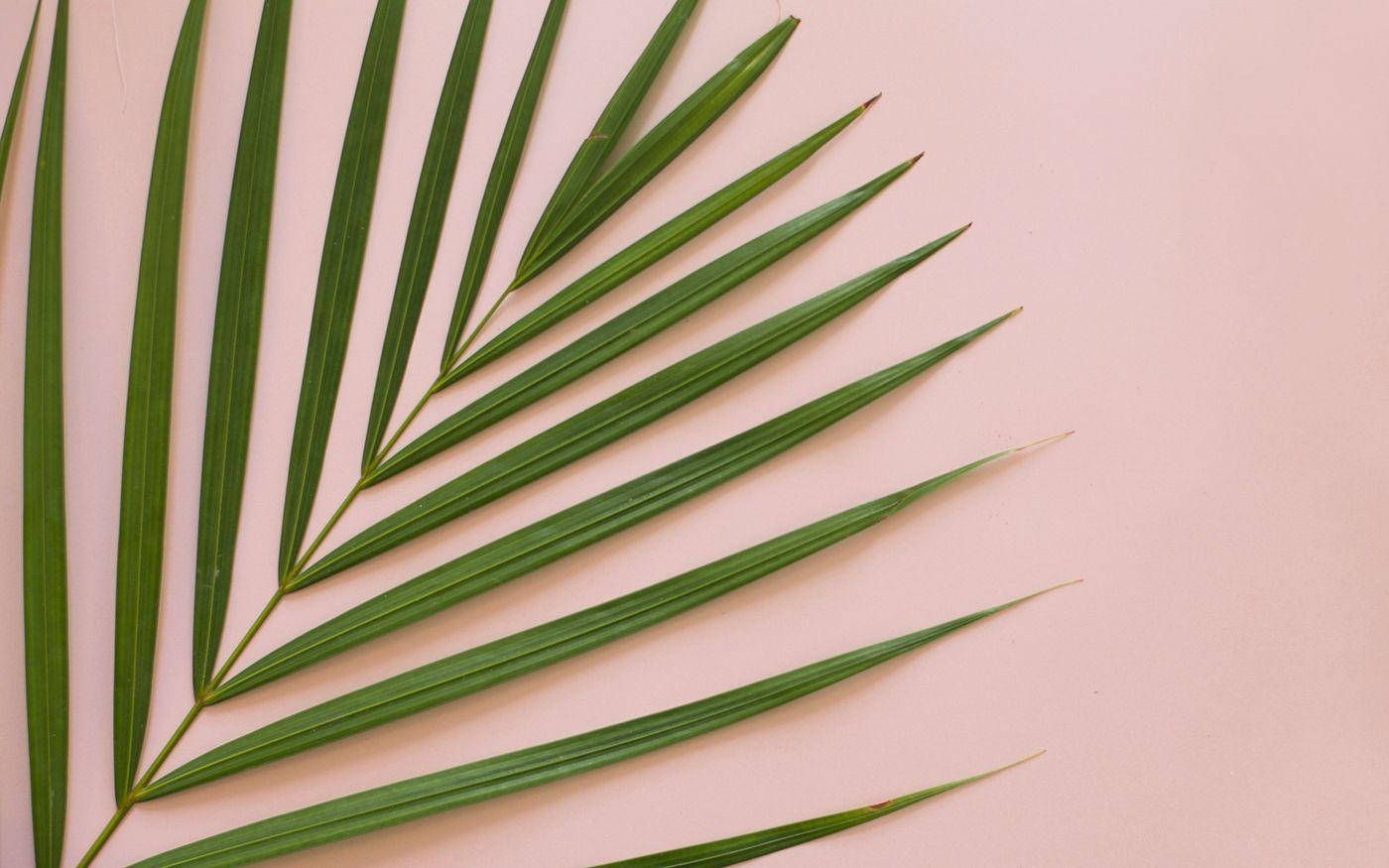Minimalist Summer Aesthetic Palm Leaf Wallpaper