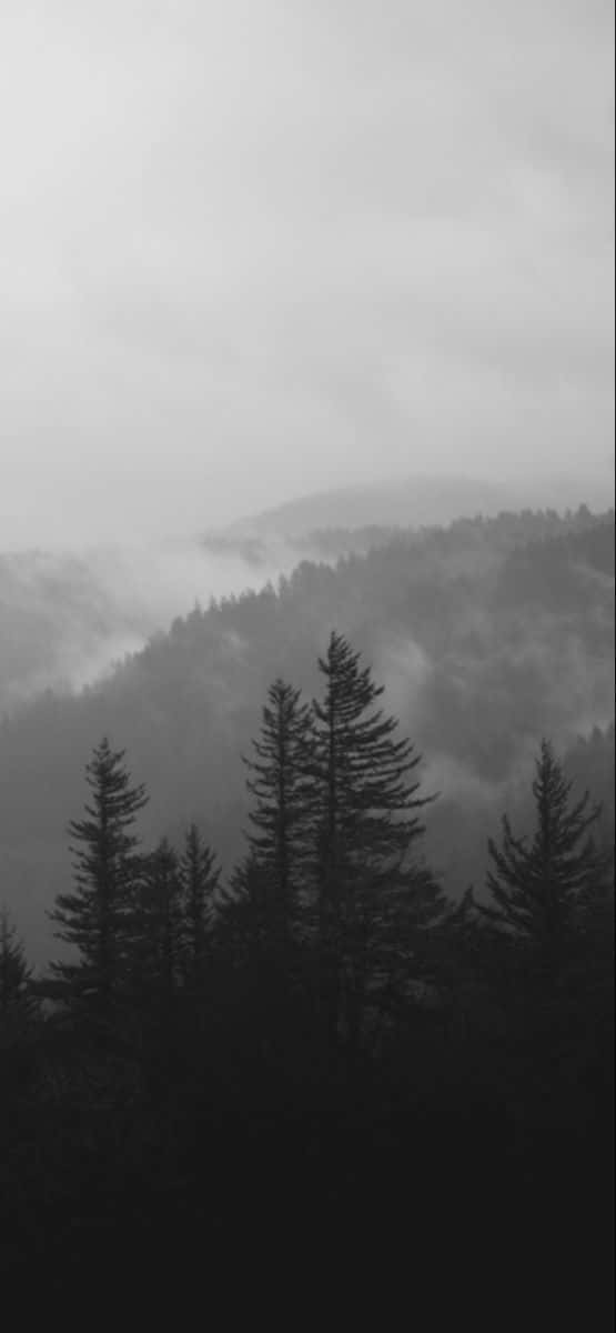 Misty Forest Pines Black And White Wallpaper