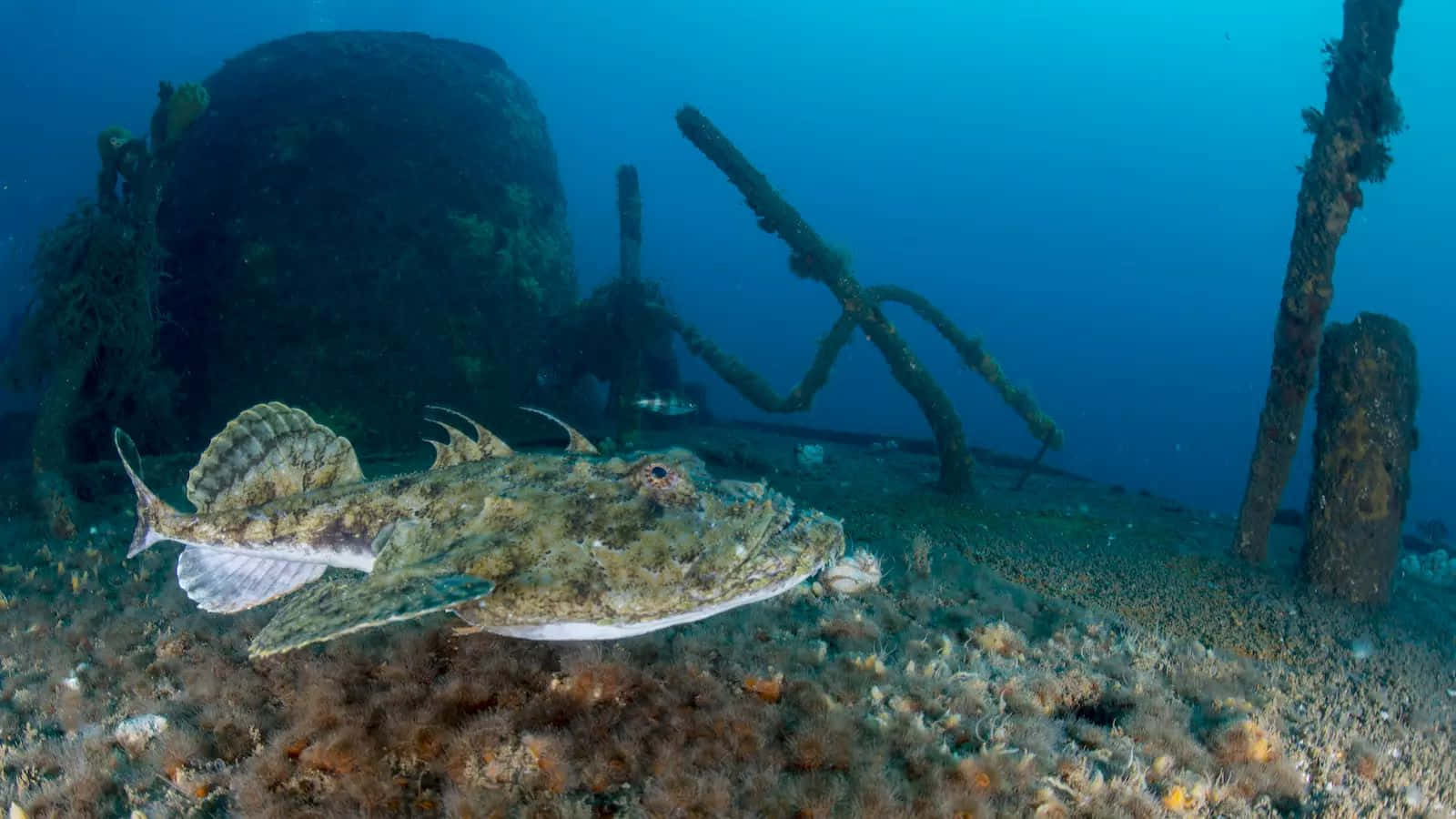 Monkfish Camouflaged Near Shipwreck Wallpaper