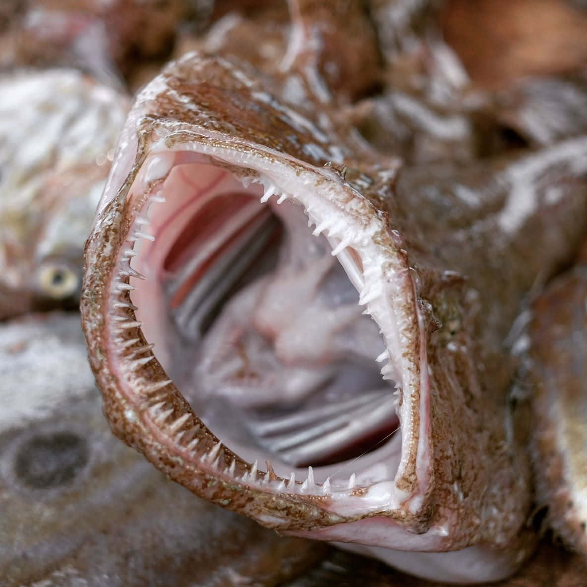 Monkfish Mouth Closeup Wallpaper