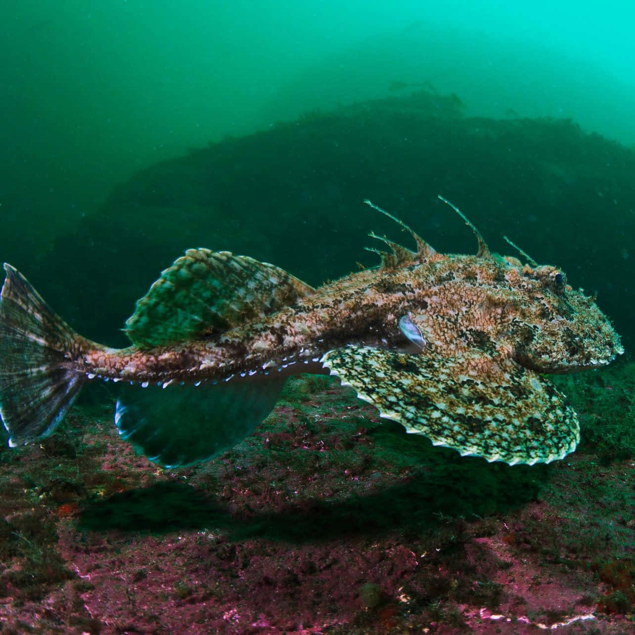 Monkfish Swimming Underwater Wallpaper