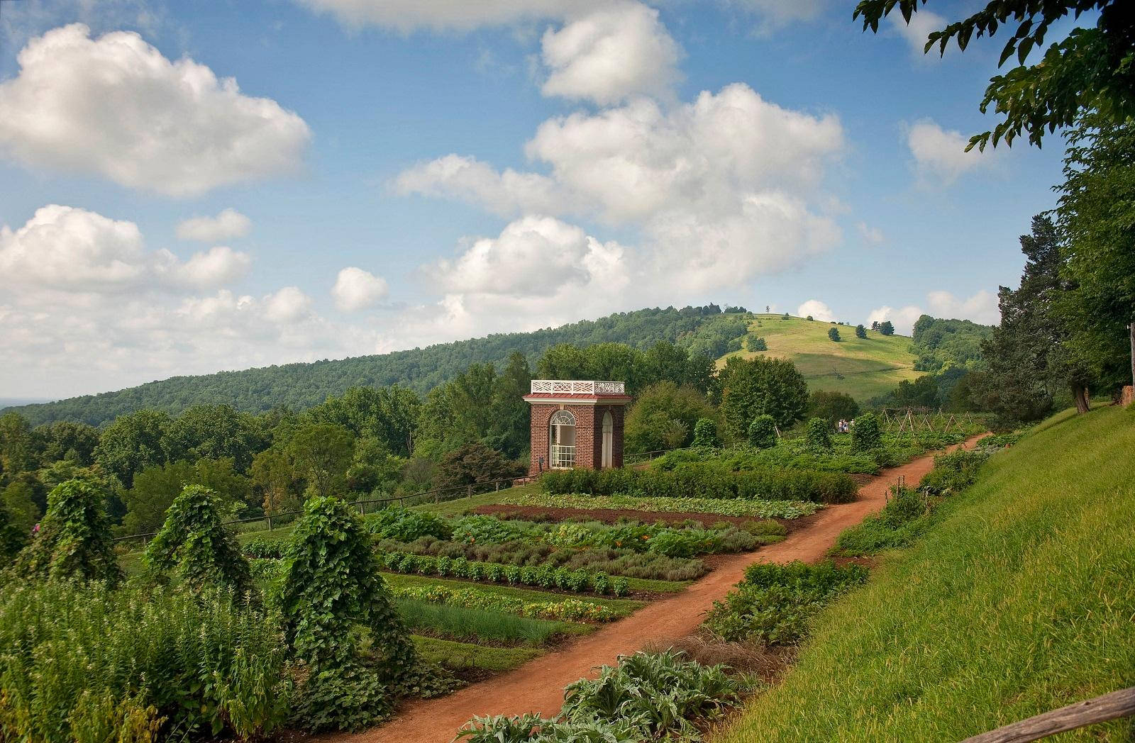 Monticello Plantation Rows Wallpaper