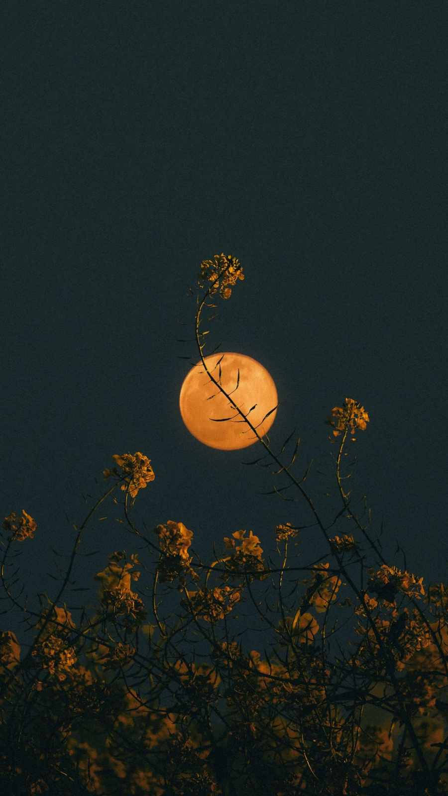 Moon Aesthetic And Flower Iphone Wallpaper