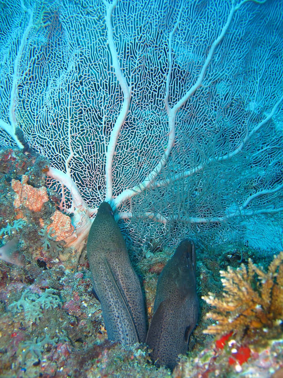 Moray Eel Amidst Coral Reef Wallpaper