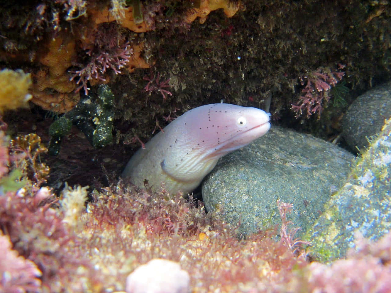 Moray Eel Hiding Among Rocks Wallpaper