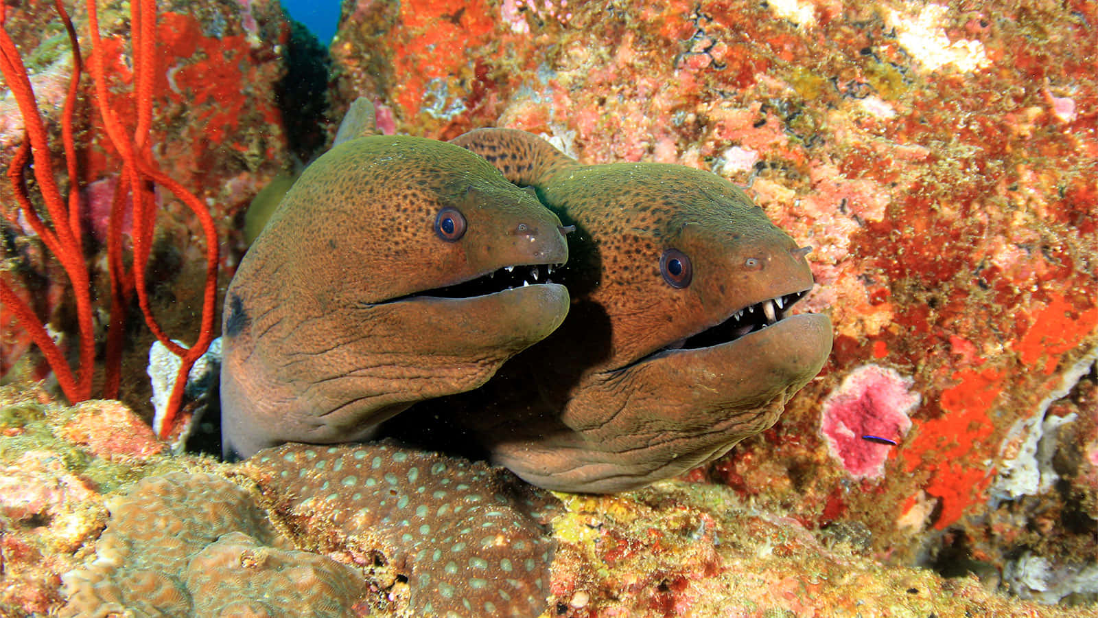 Moray Eels Peeking Out From Coral Reef Wallpaper