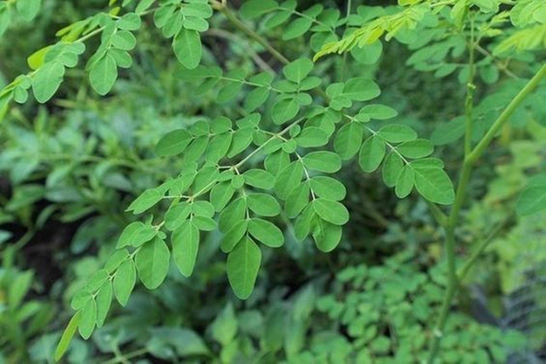 Moringa Plant Leaves Wallpaper