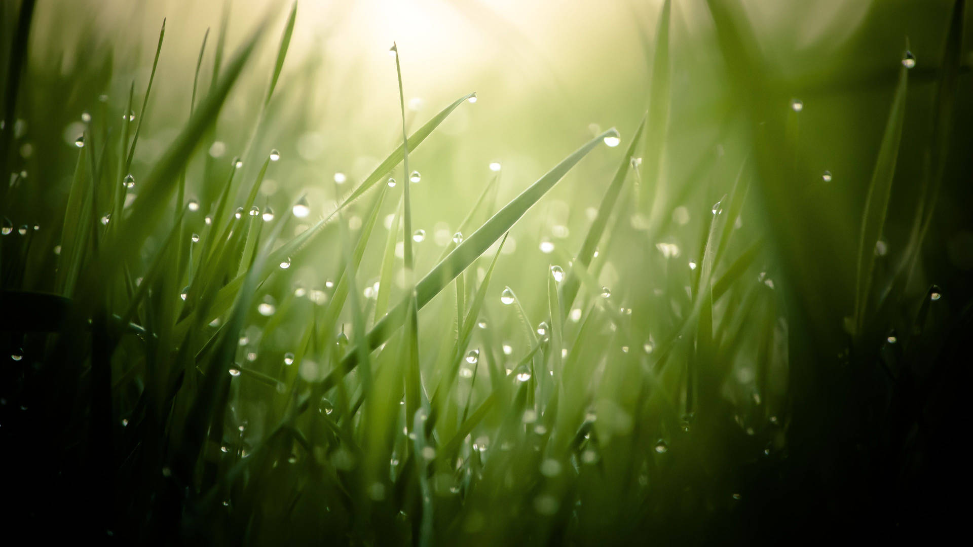 40+] Dew Drop Wallpapers