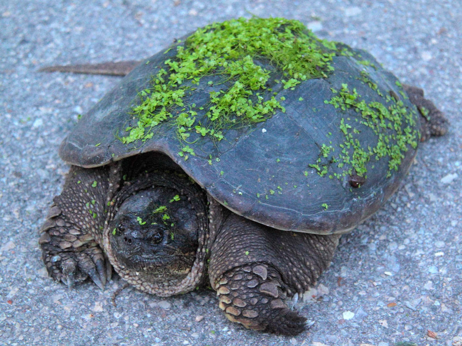 Moss Covered Snapping Turtleon Pavement Wallpaper