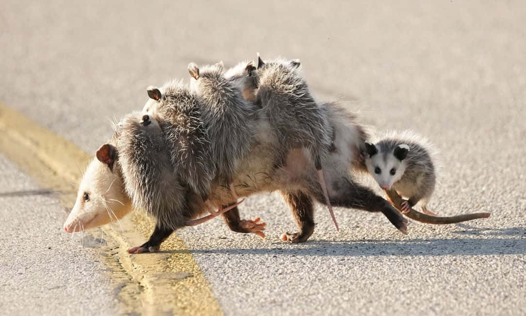 Mother_ Opossum_ Carrying_ Babies_ Crossing_ Road Wallpaper