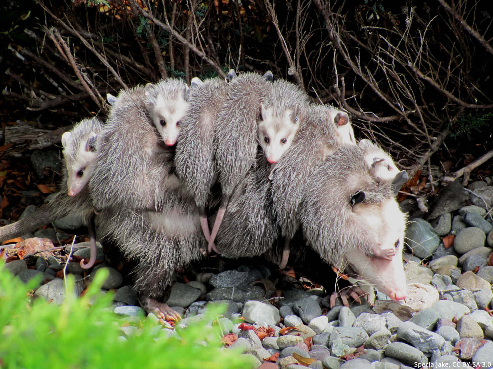 Mother_ Opossum_ Carrying_ Babies_ On_ Back.jpg Wallpaper