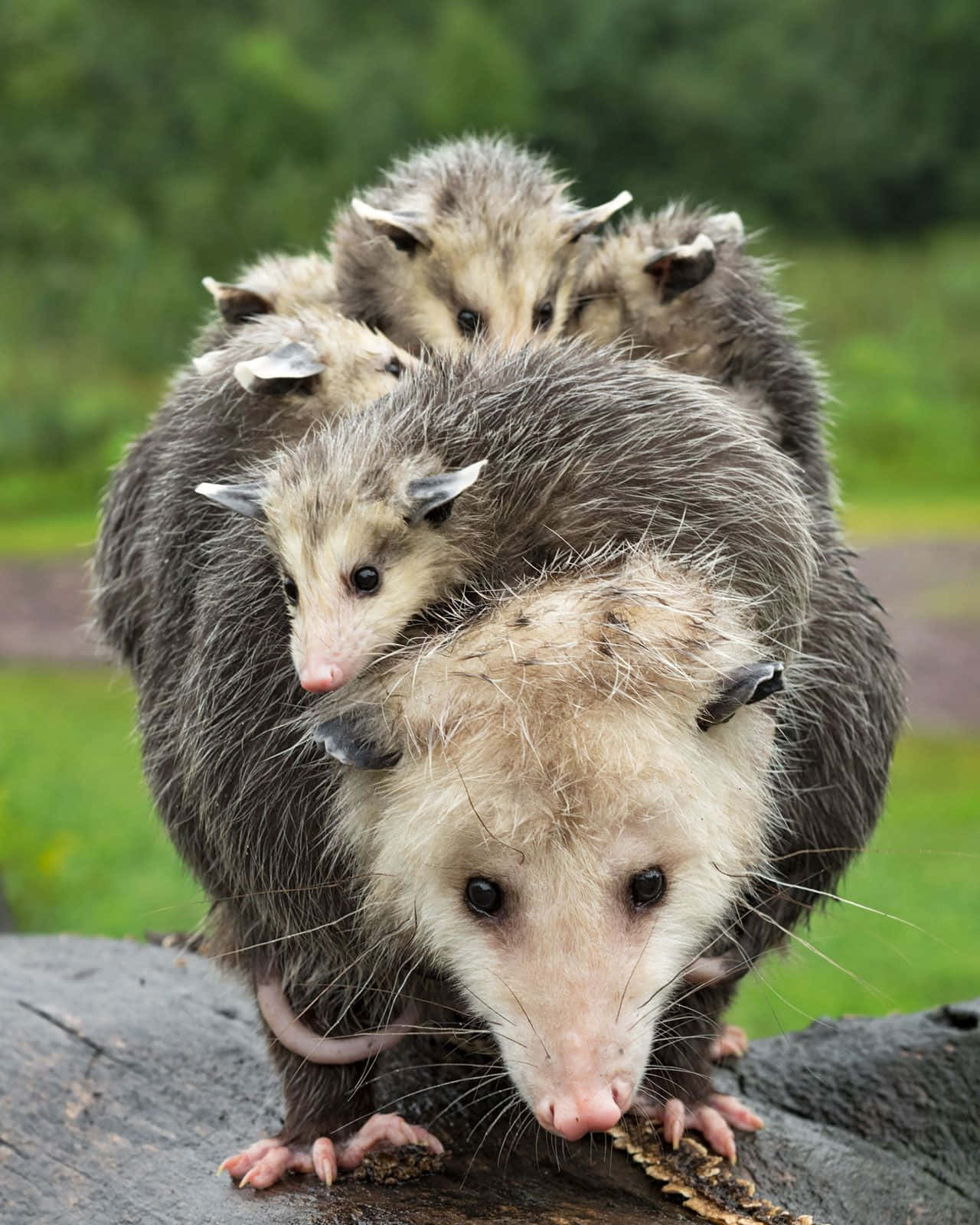 Mother Opossum Carrying Babies Wallpaper