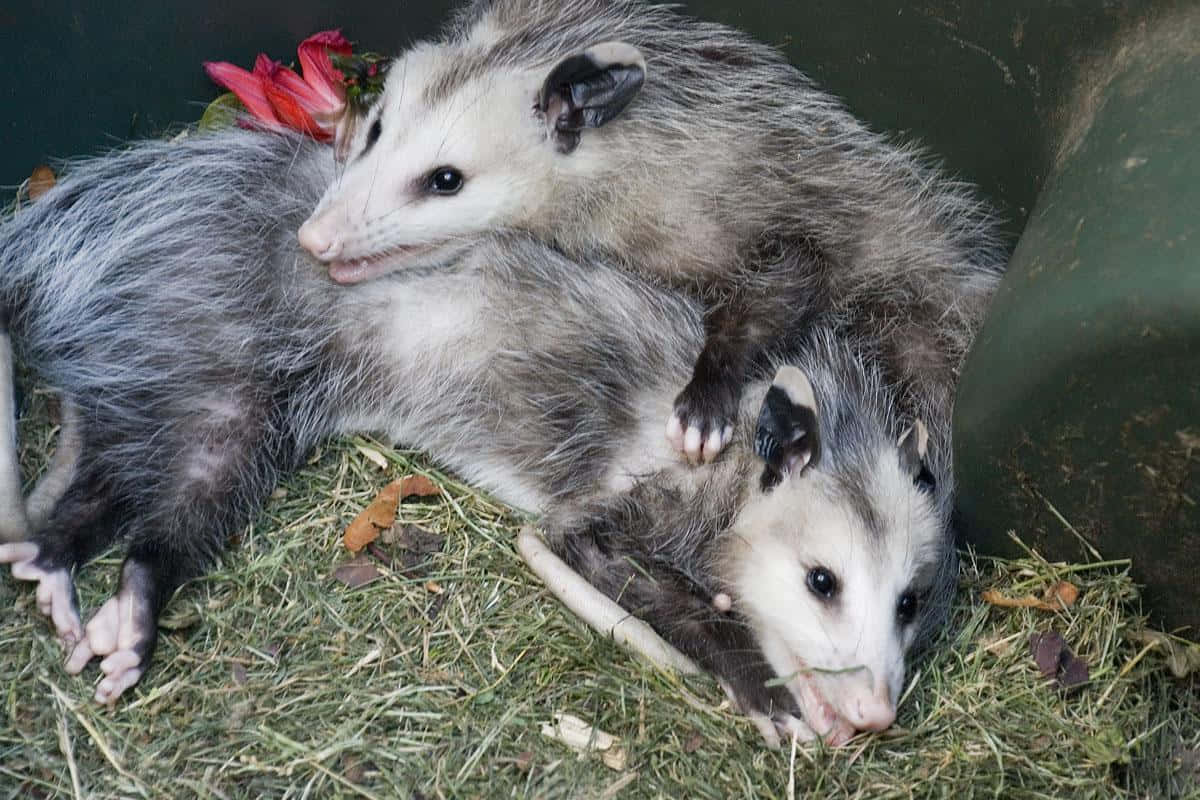 Mother_ Possum_with_ Joeys_ Resting Wallpaper