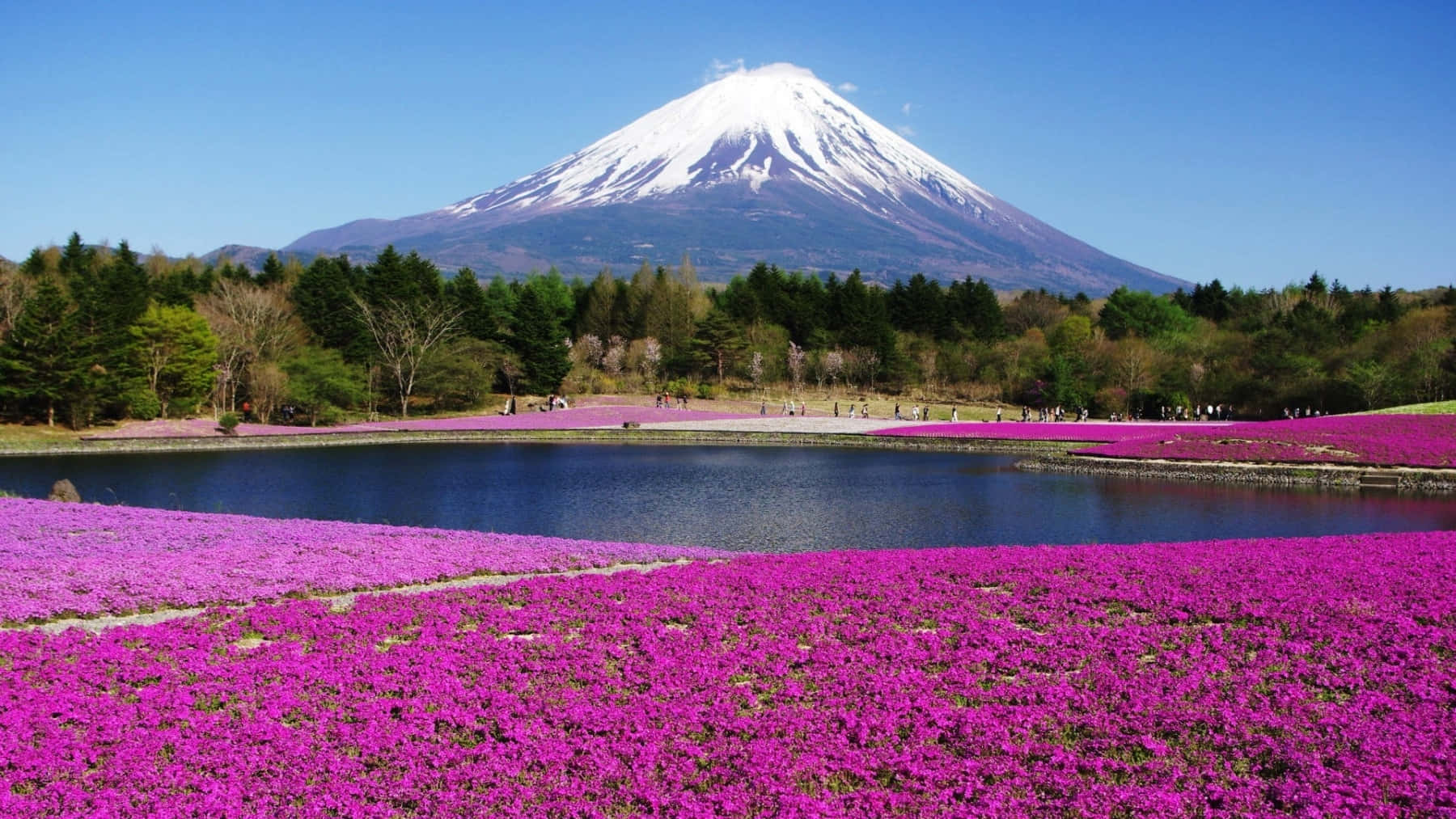 Mount Fuji With Spring Flowers On The Lake Wallpaper