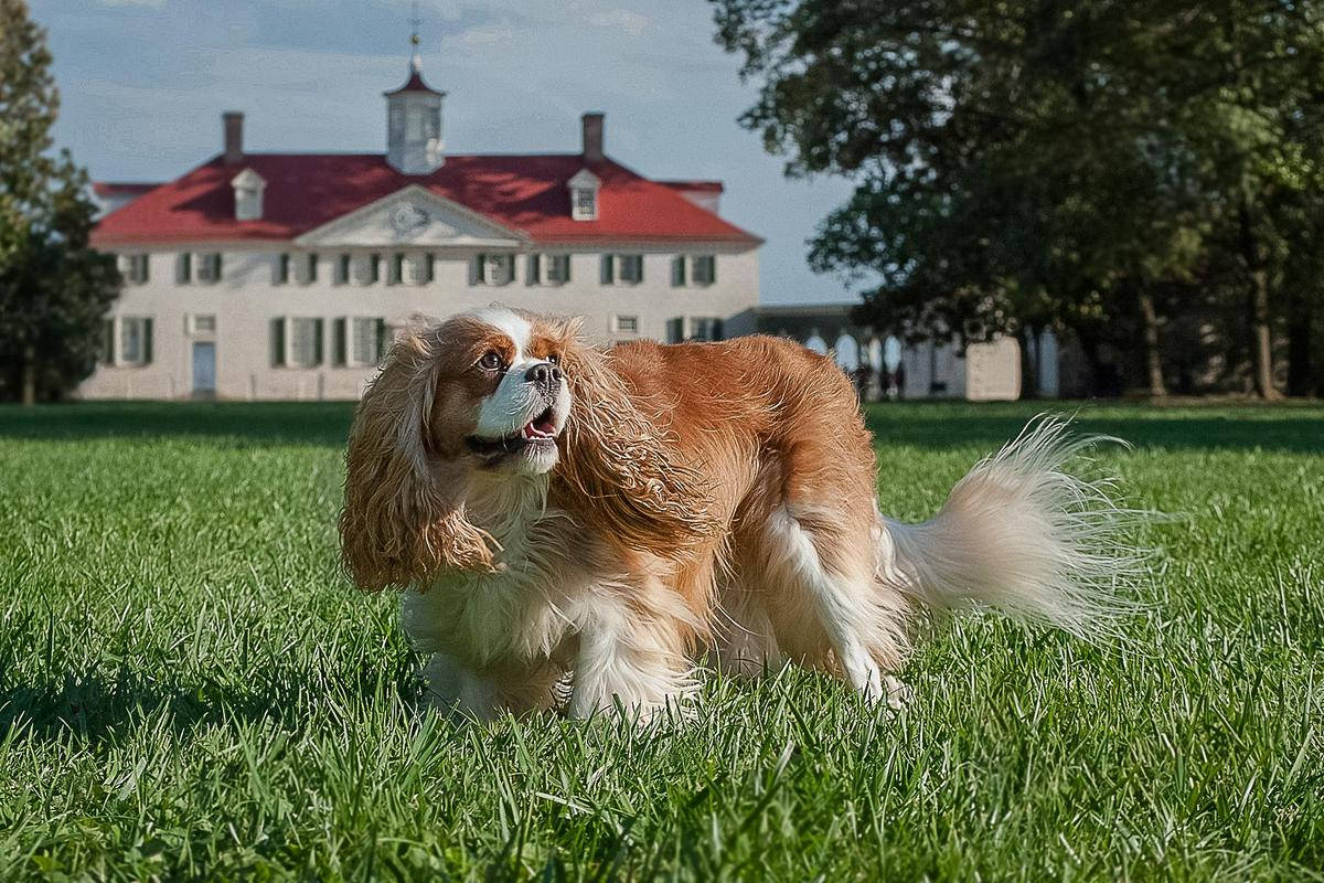 Mount Vernon Cute Dog Wallpaper