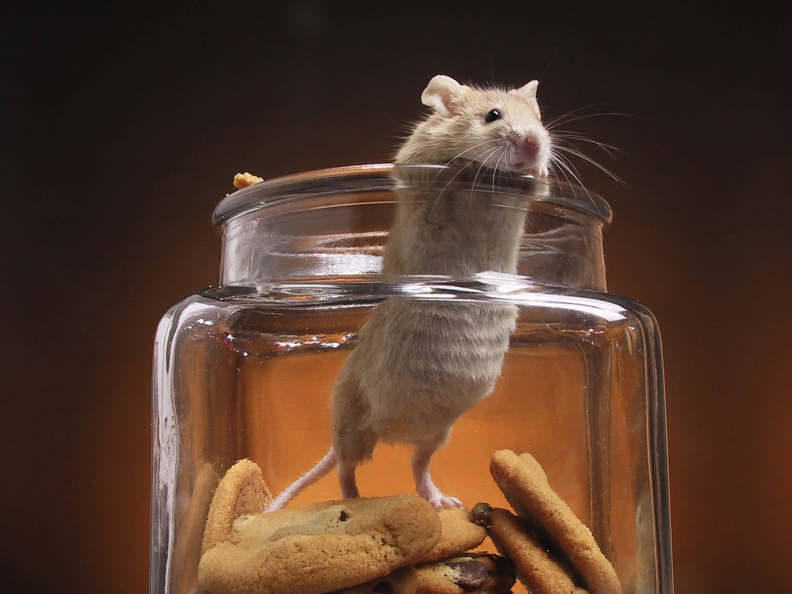 Mouse Inside A Cookie Jar Wallpaper