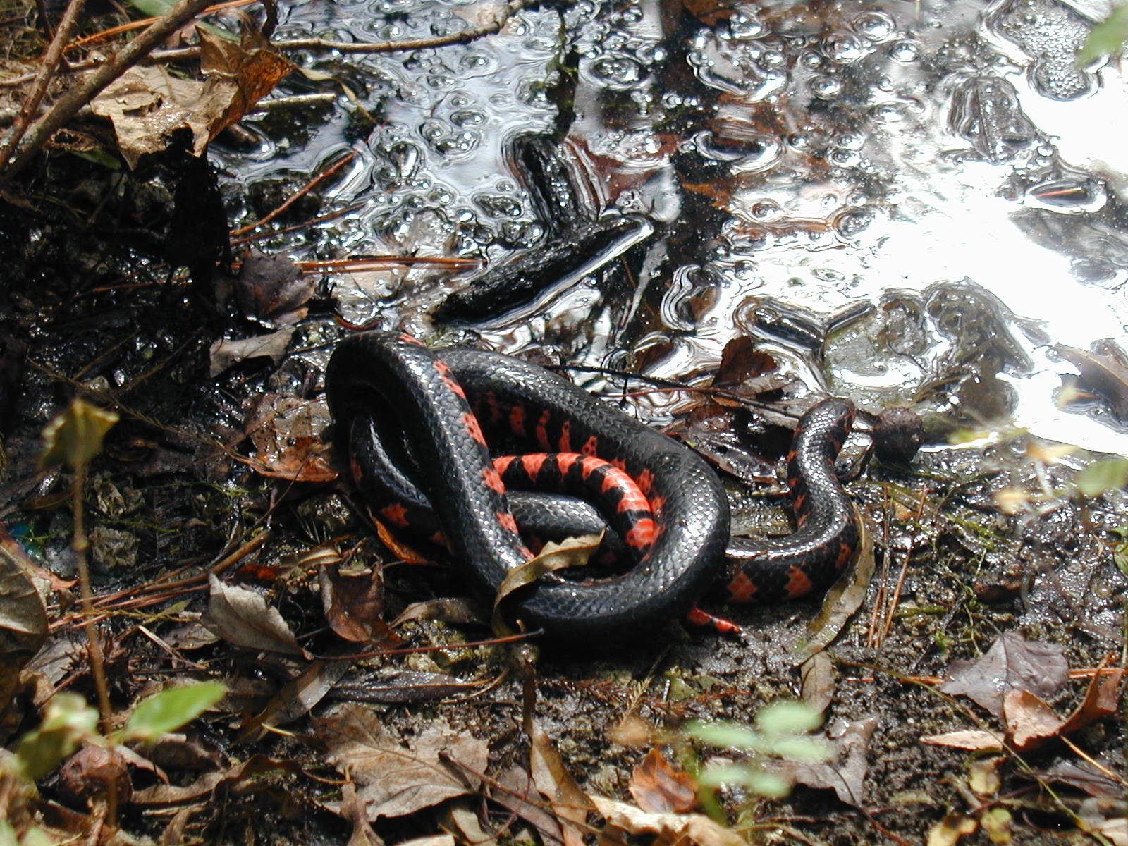 Mud Snake Cooling On A Riverside Wallpaper