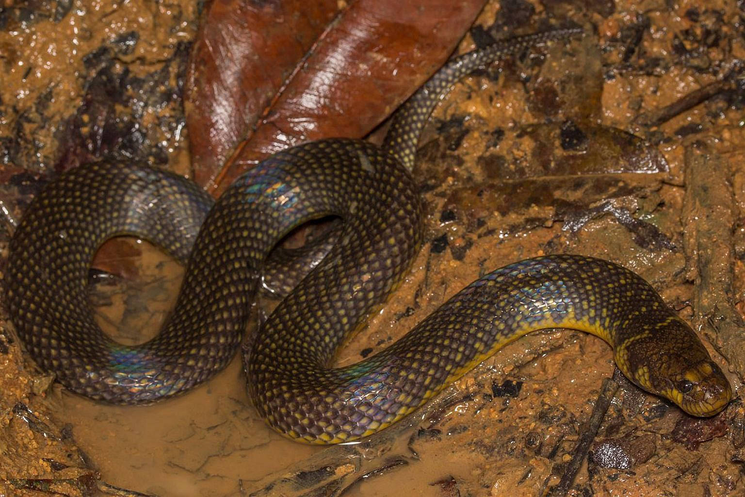 Mud Snake In Muddy Water Wallpaper