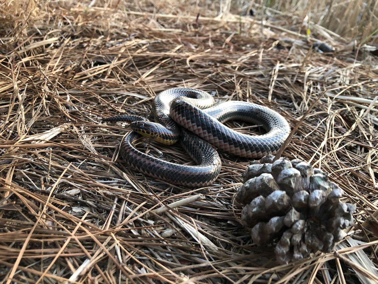 Mud Snake On Dried Grass Wallpaper