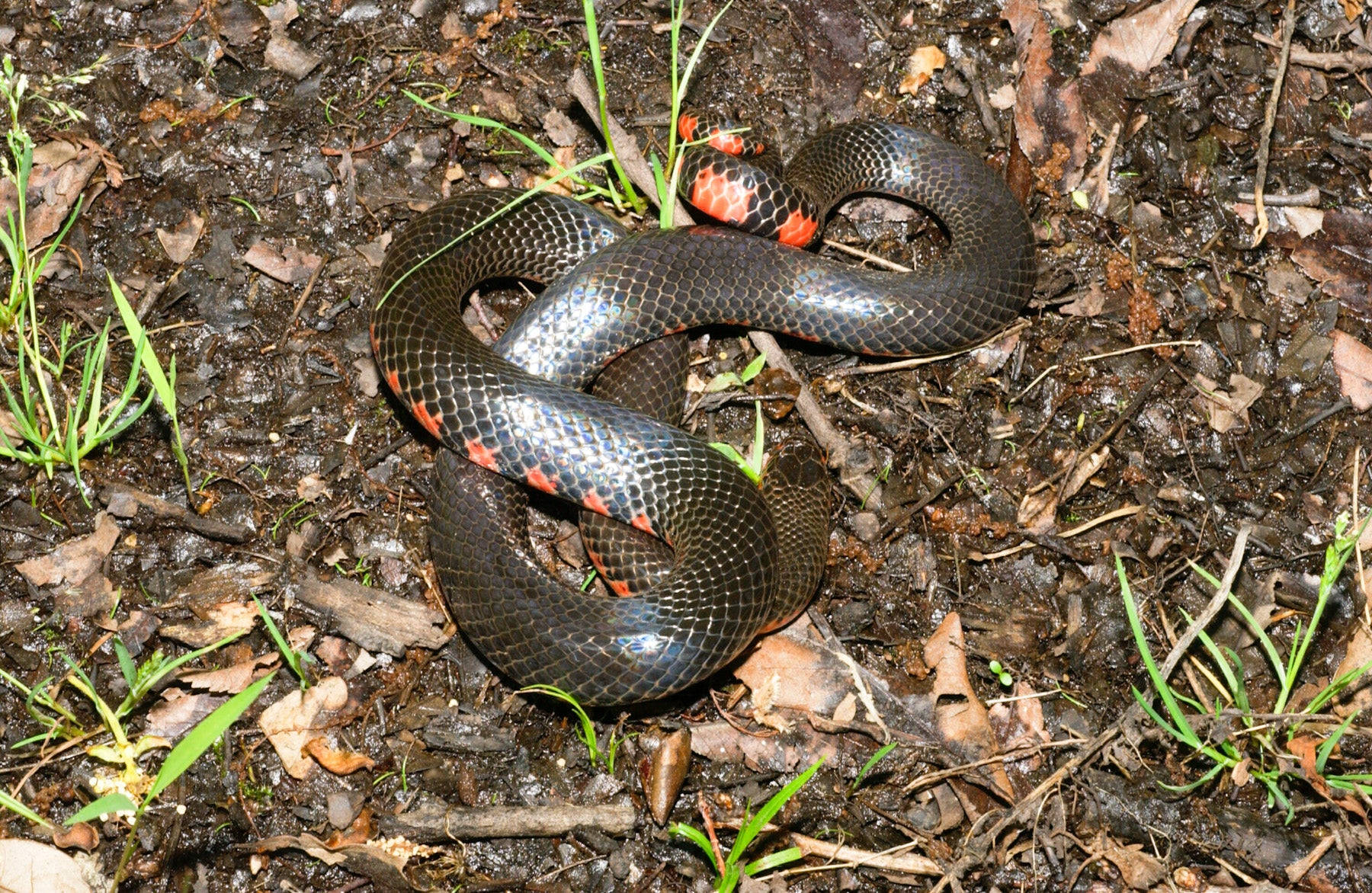 Mud Snake On The Forest Floor Wallpaper