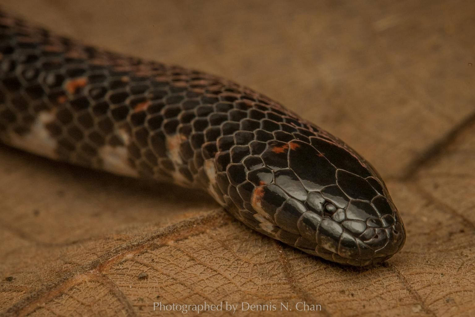 Mud Snake With Small Beady Eyes Wallpaper