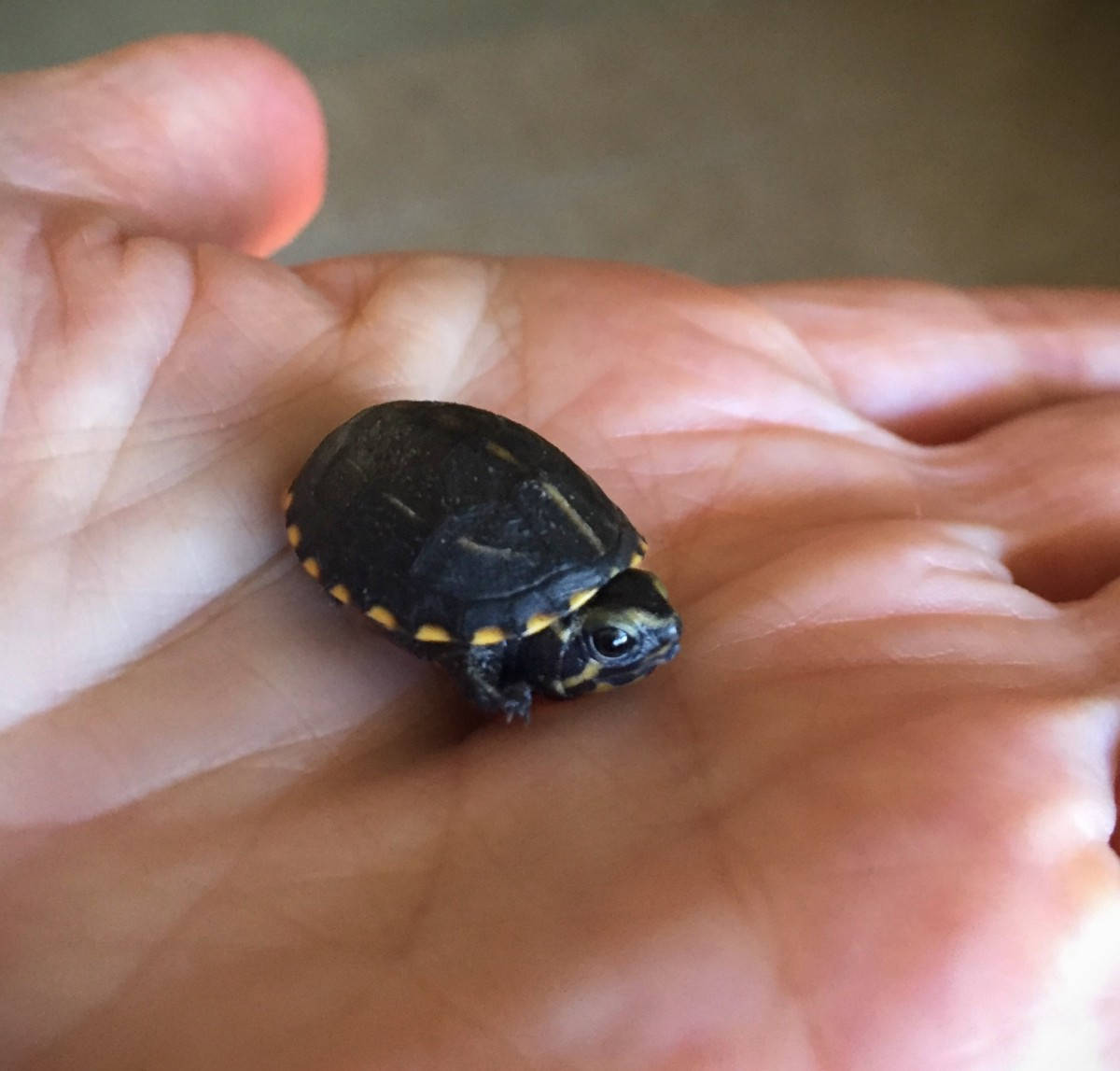 Mud Turtle Tiny Hatchling Wallpaper