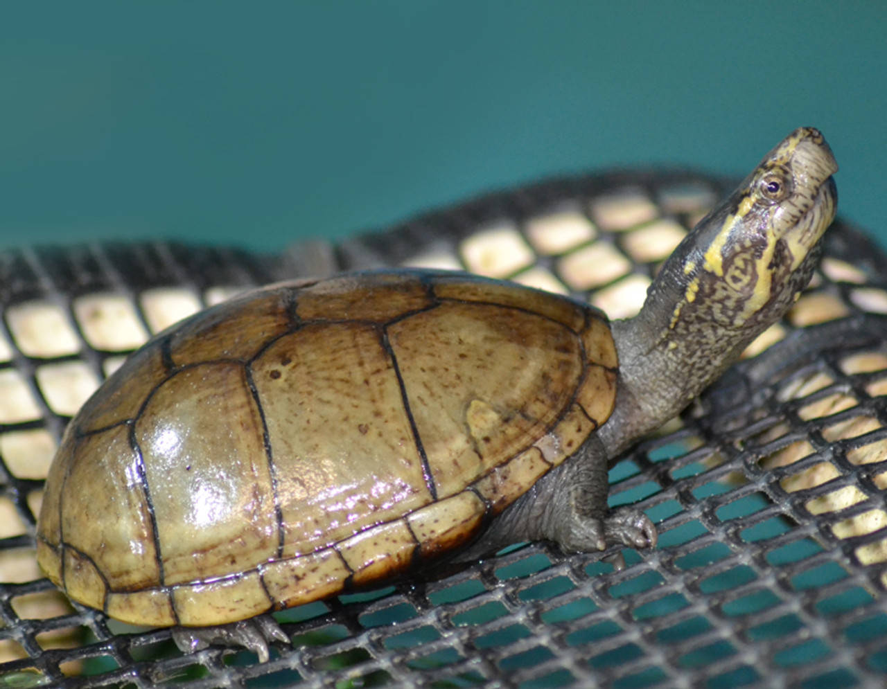 Mud Turtle With A Smooth Shell Wallpaper