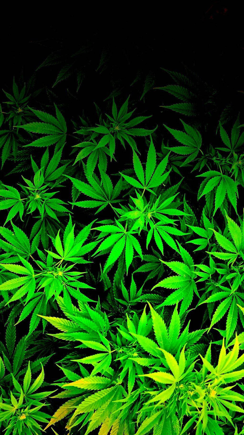 Multiple Cannabis Leaves Wallpaper