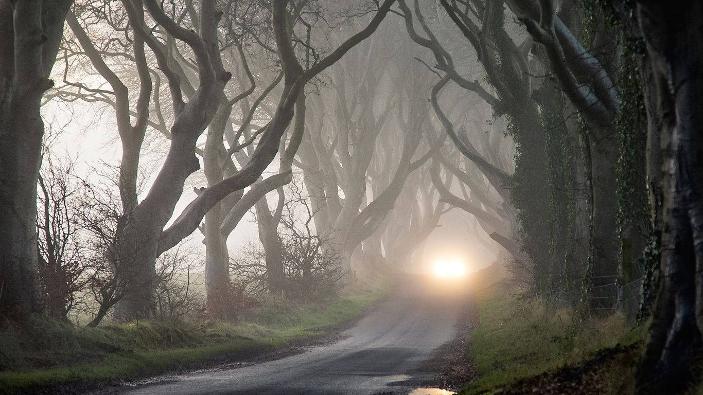 Mystery Dark Hedges Visual Art Wallpaper