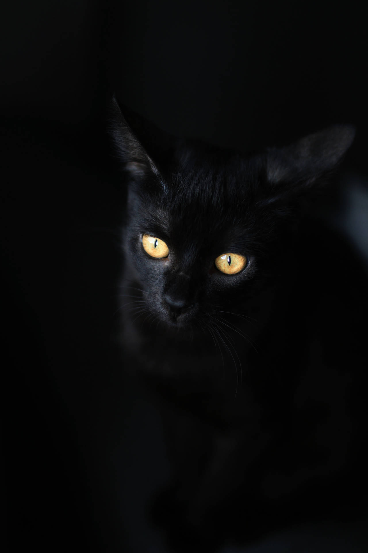 Mystical Cat Eyes On Black And Gold Iphone Wallpaper