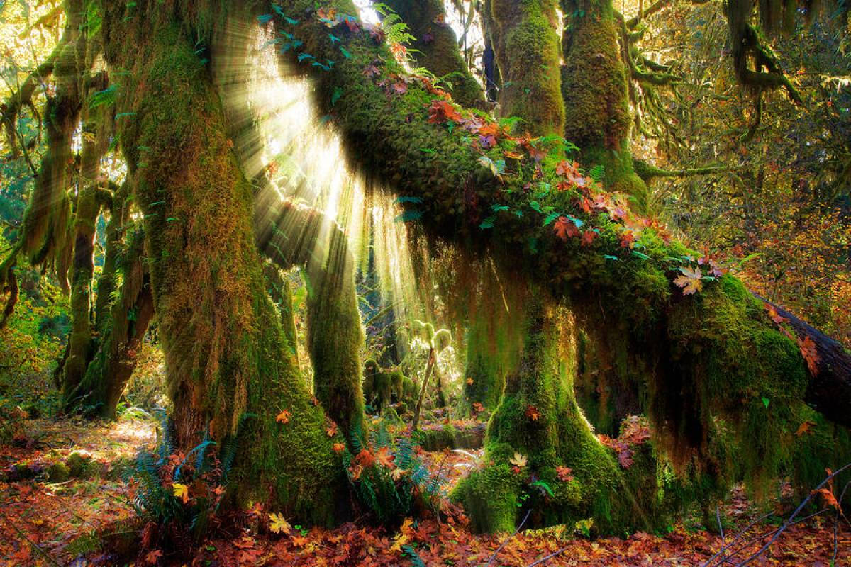 Mystical Forest Moss Wallpaper