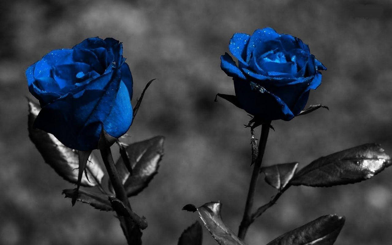 Mystique Blooms: Two Blue Roses On Dark Screen Wallpaper