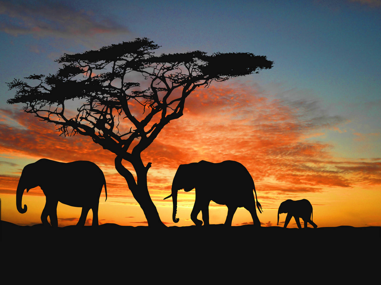 Namibia Elephants Walking During Sunset Wallpaper