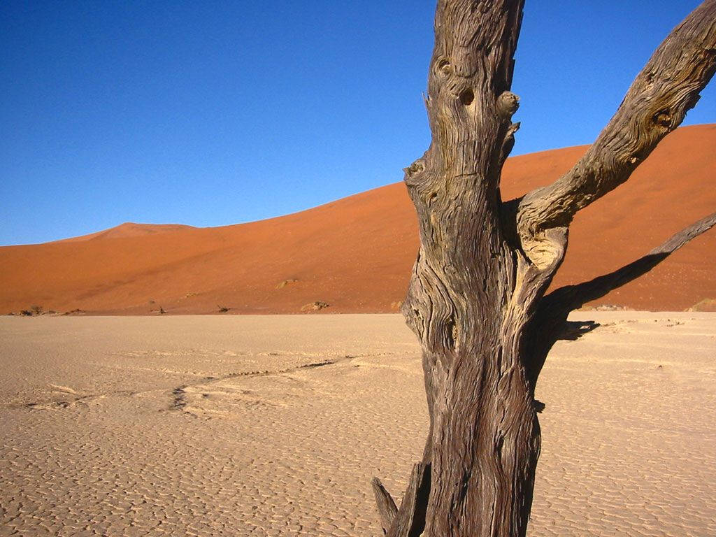 Namibia Tree Bark In Desert Wallpaper