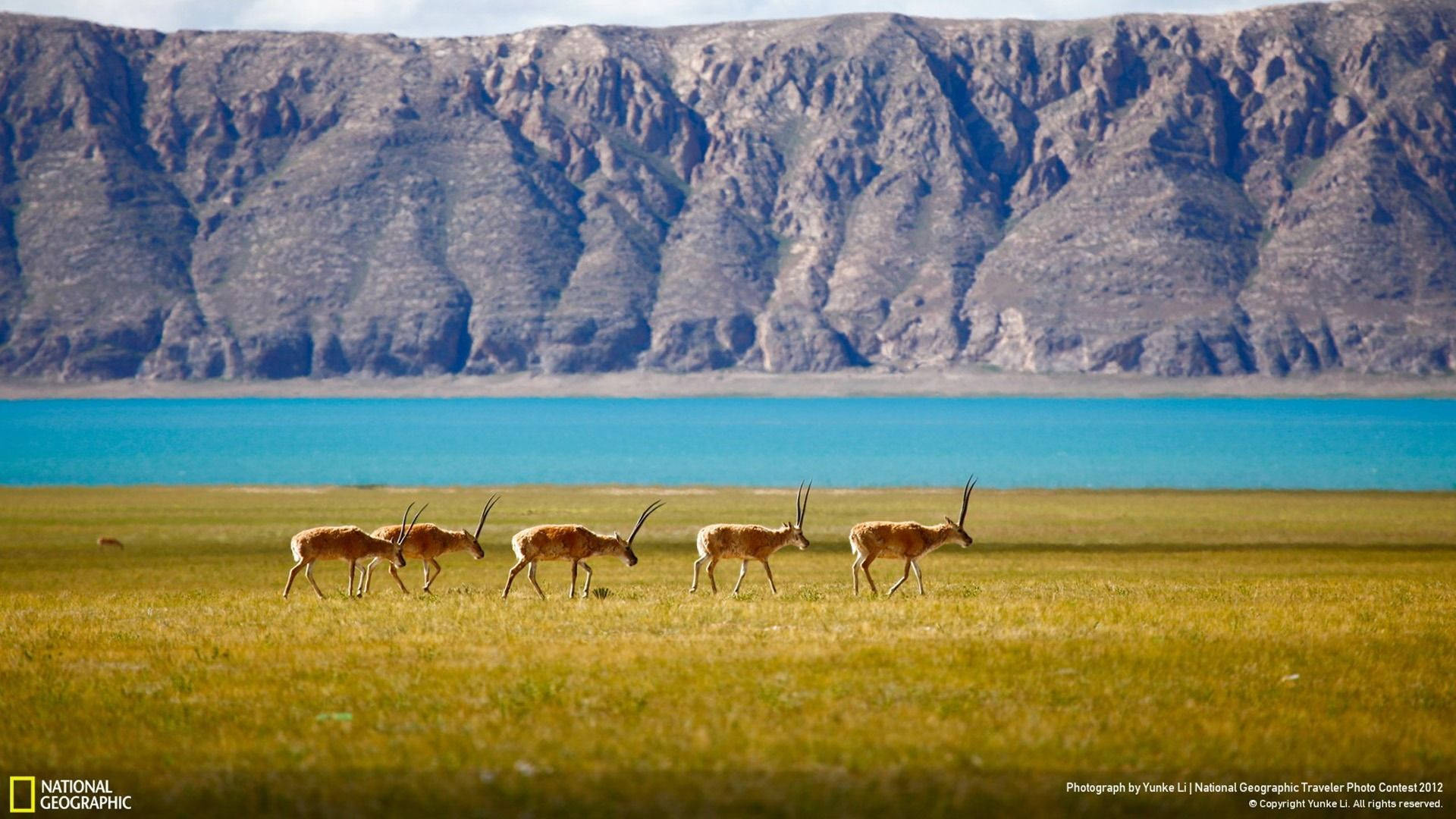 Animal Antelope 4k Ultra HD Wallpaper