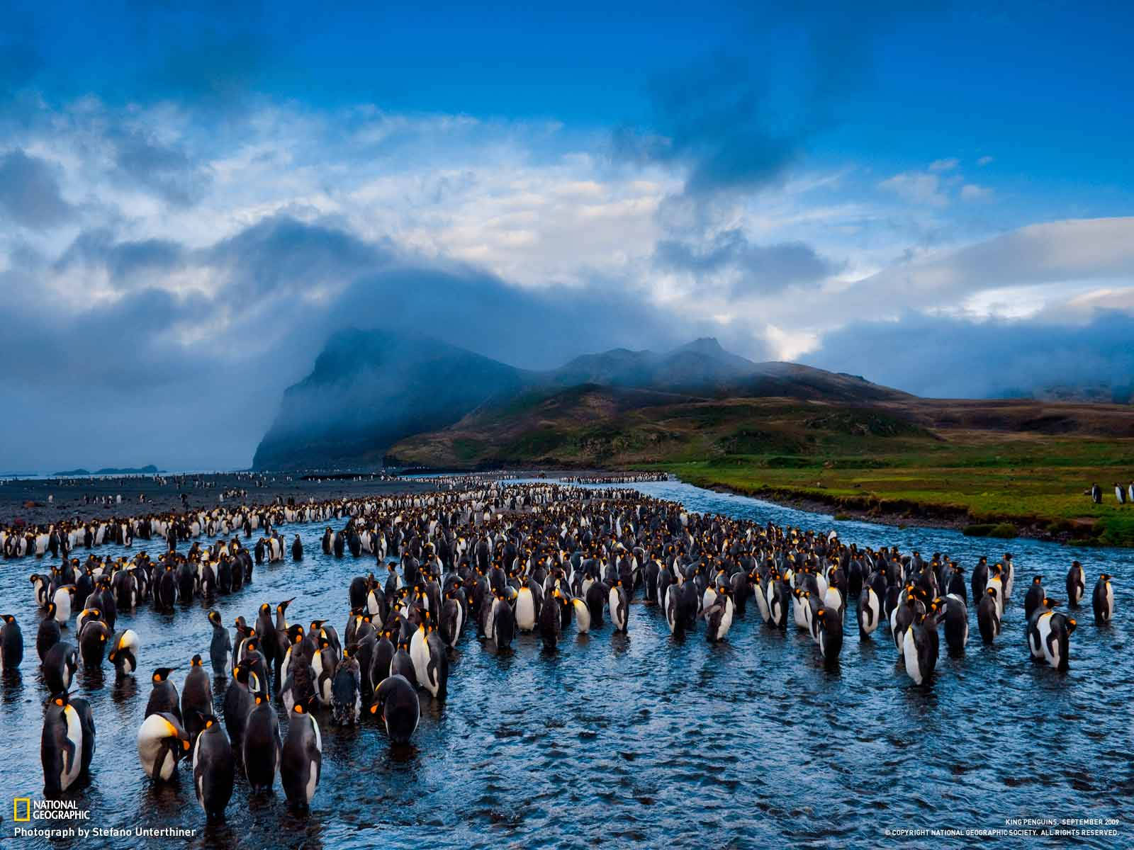 National Geographic King Penguins Wallpaper
