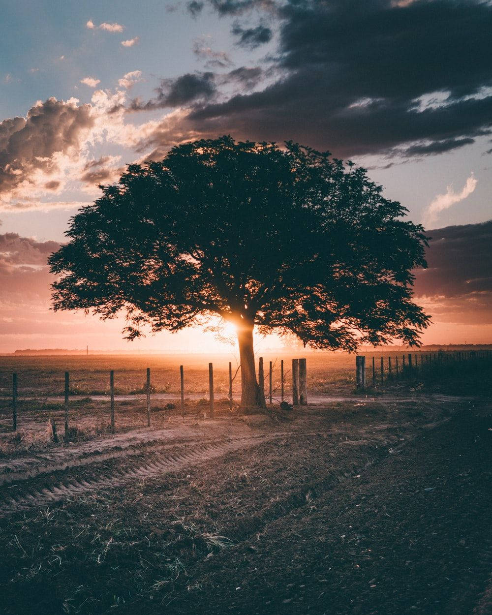 Natural Giant Tree On Field During Sunset Wallpaper