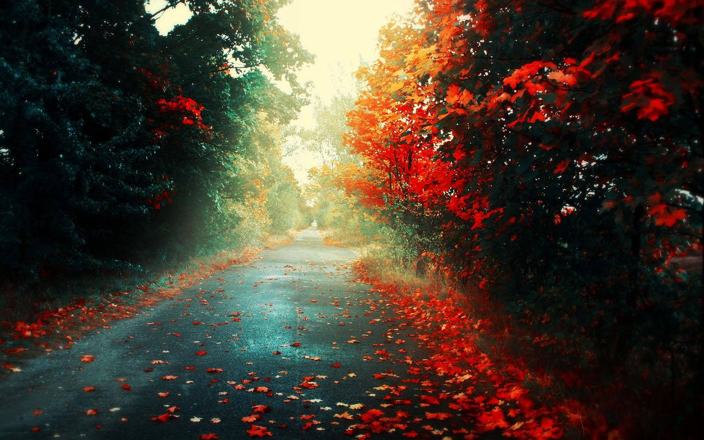 Natural Road With Autumn Trees Wallpaper