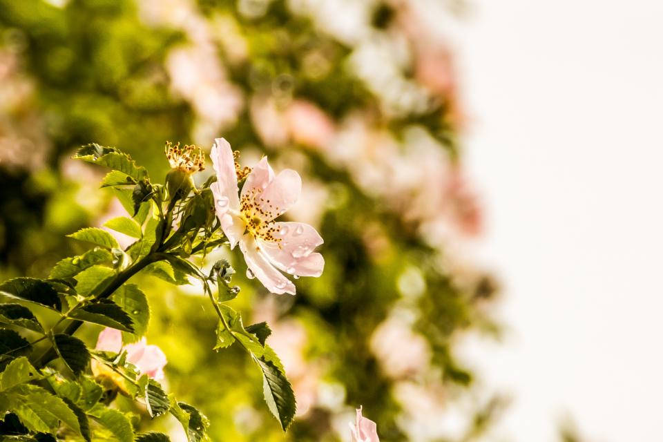 Nature Blurred Dog-rose Wallpaper