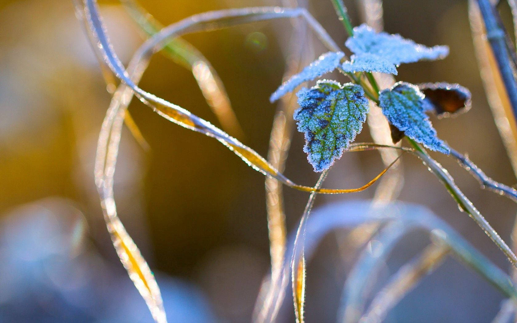 Nature Frosted Plant Wallpaper