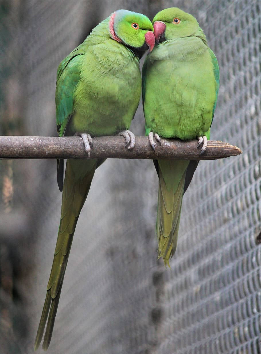 Nature Love Parakeets Wallpaper